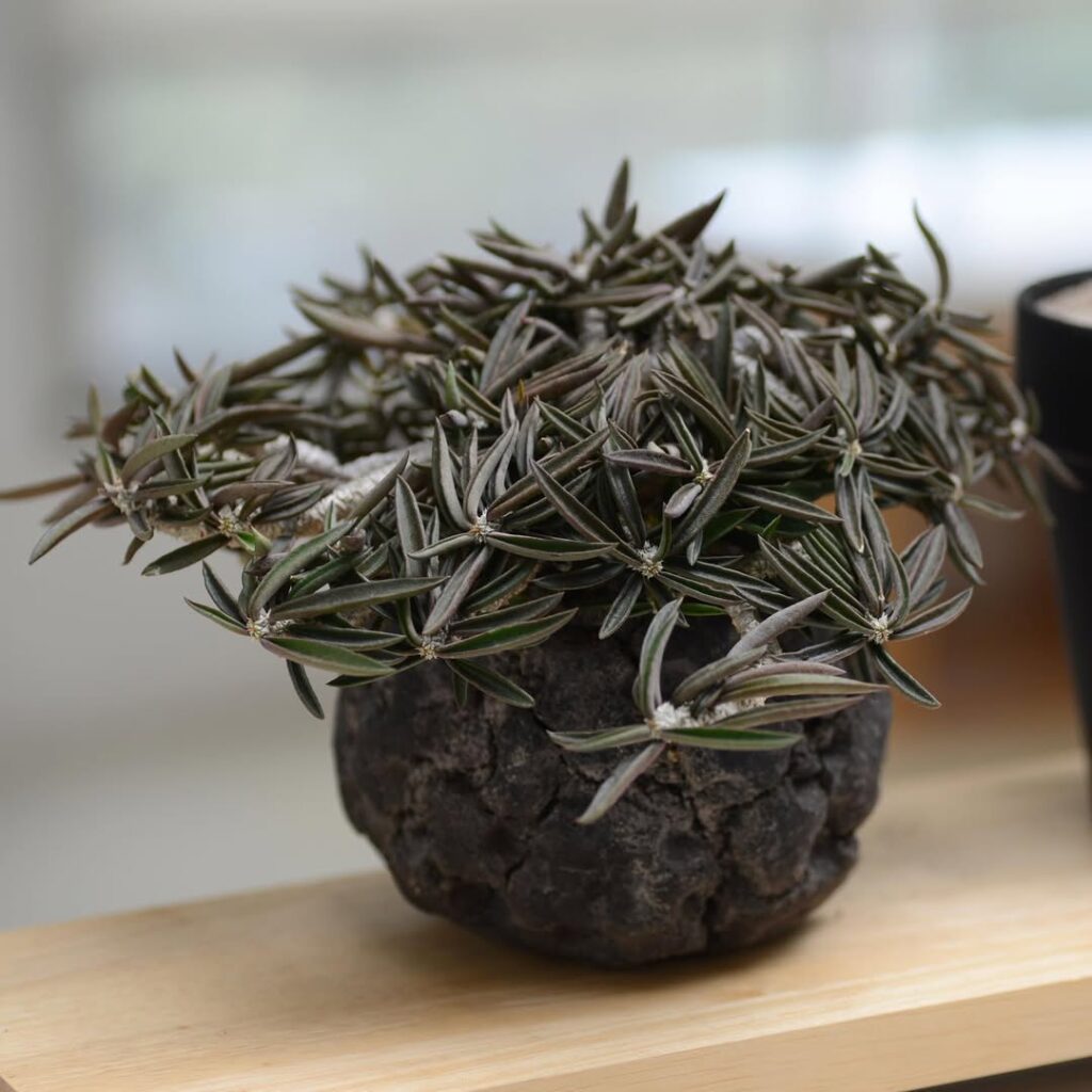Euphorbia cylindrifolia