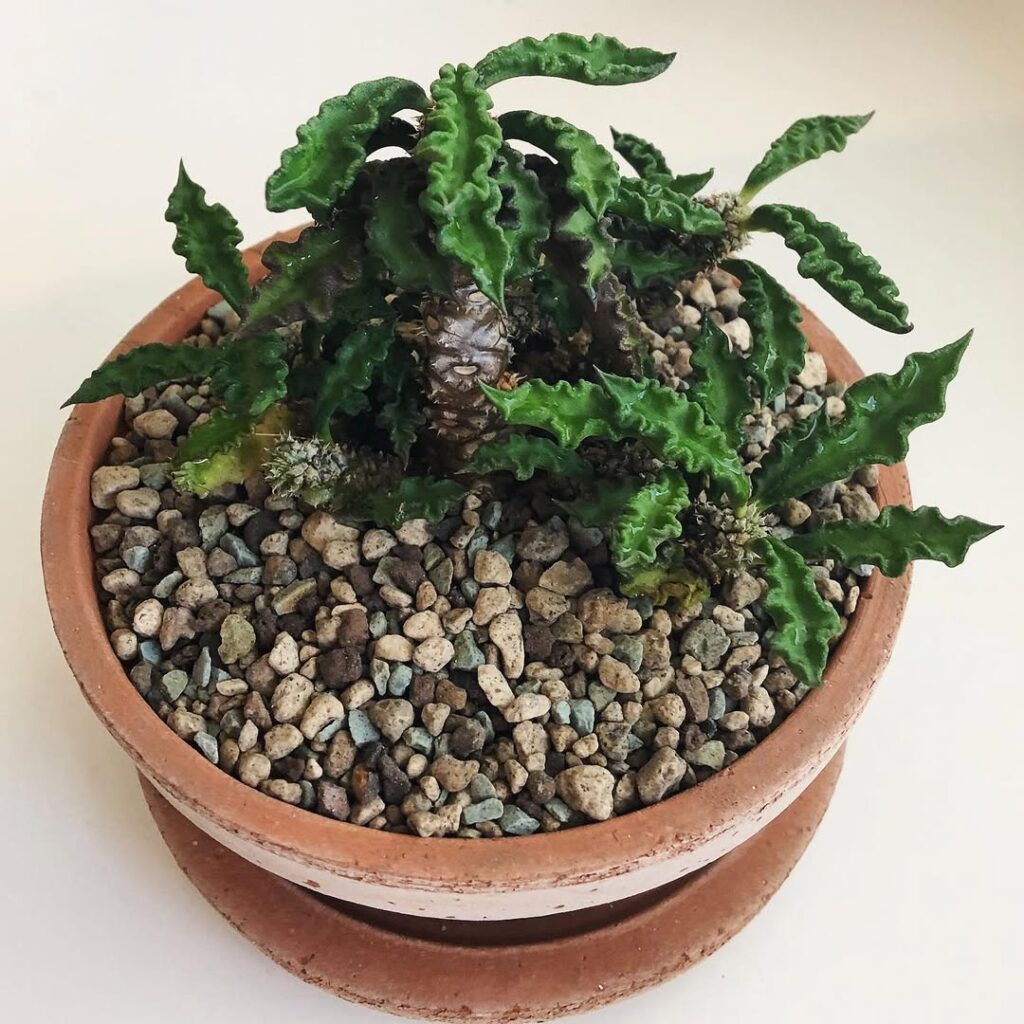 Euphorbia decaryi