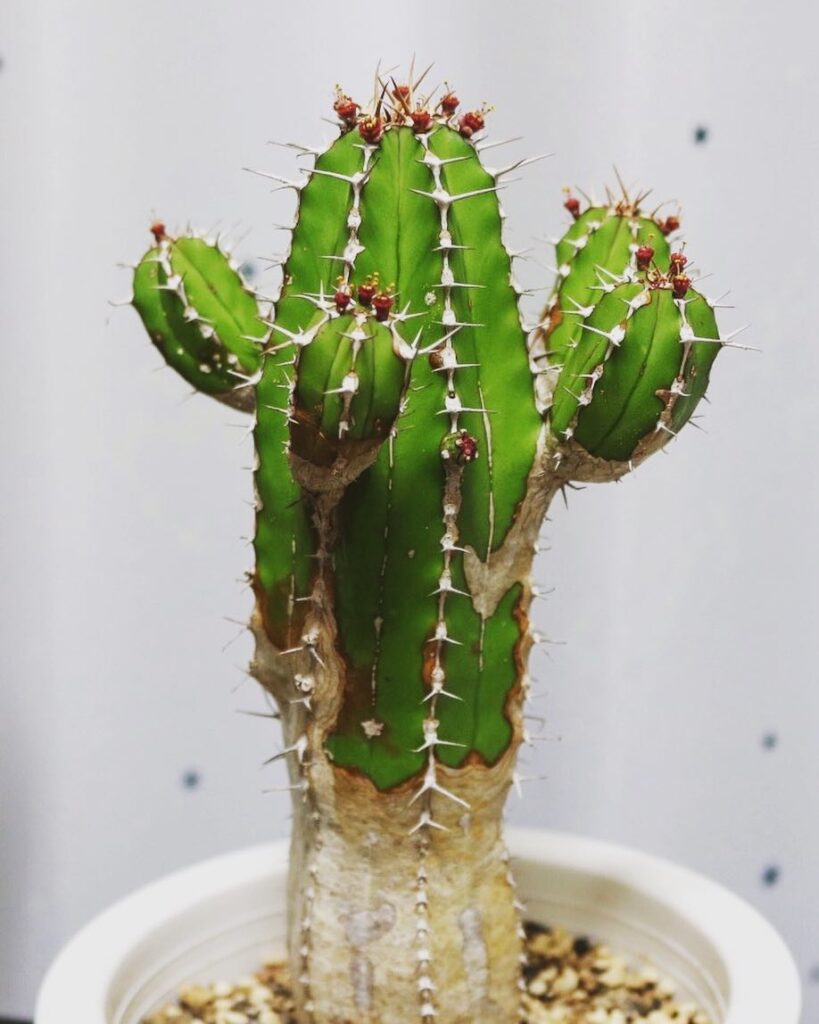 Euphorbia echinus