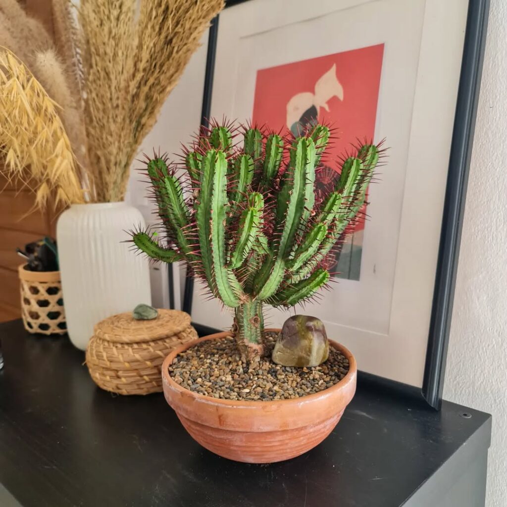 Euphorbia enopla