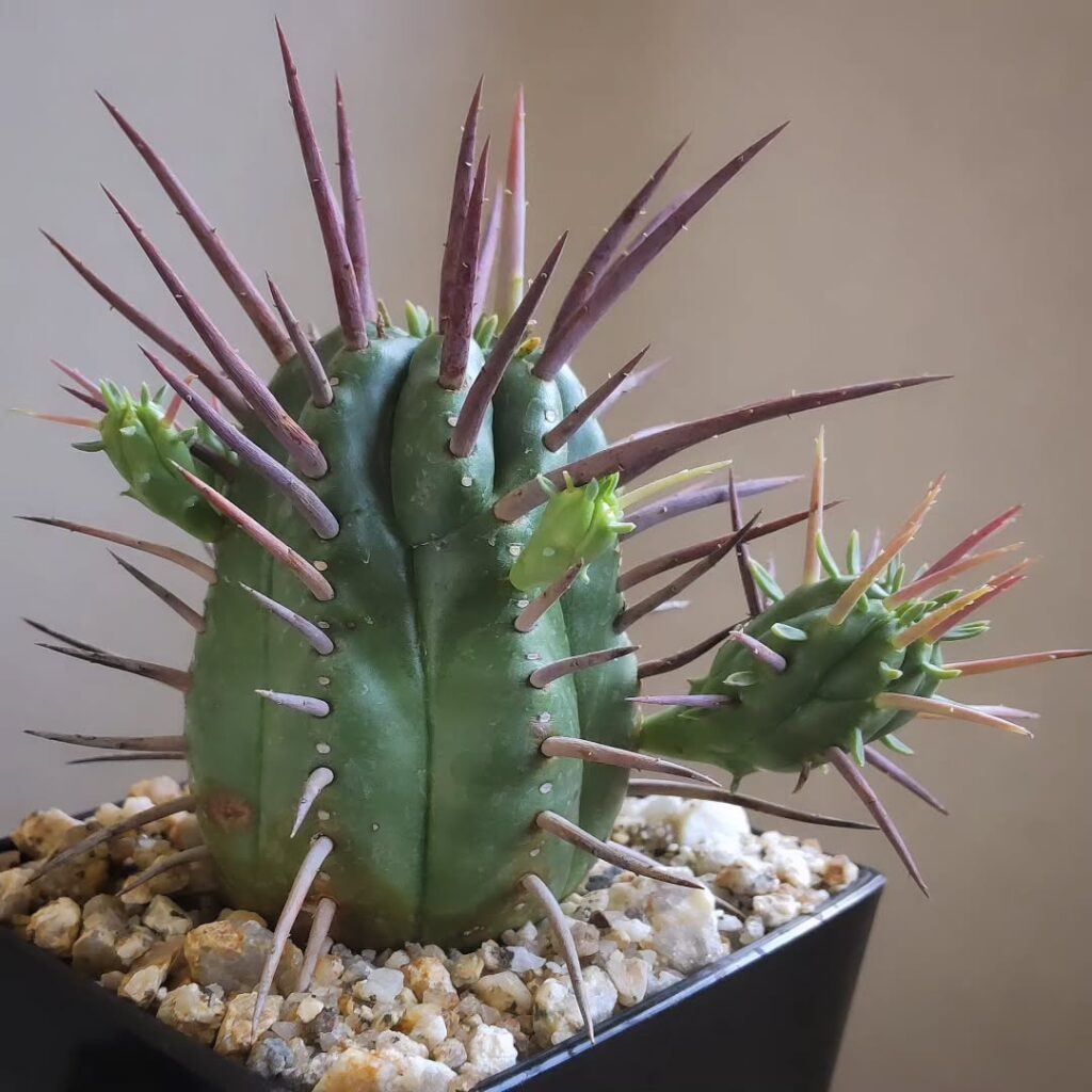 Euphorbia ferox