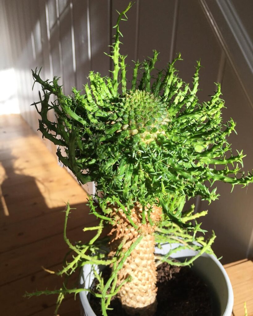 Euphorbia flanaganii