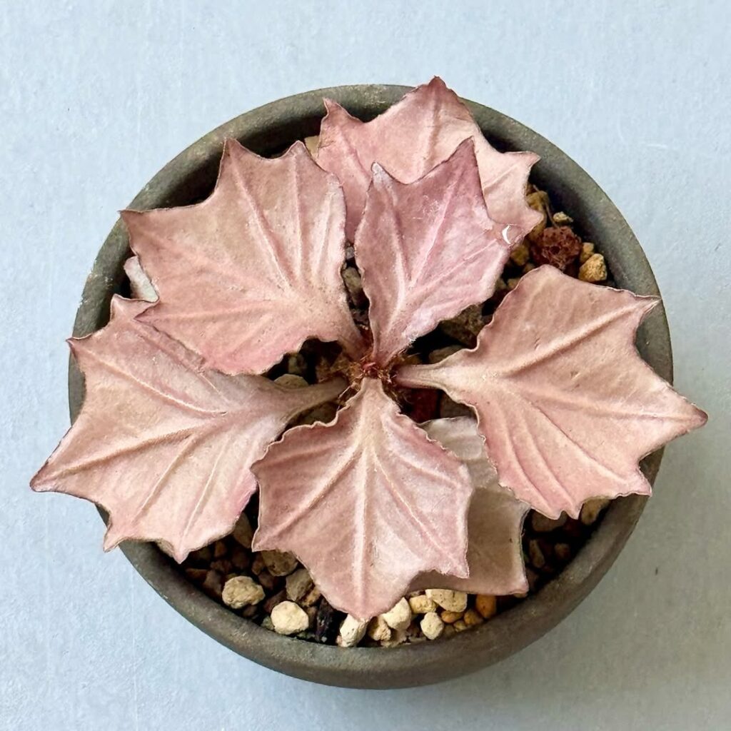 Euphorbia francoisii