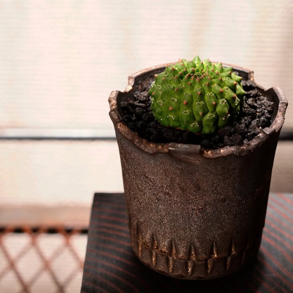 Euphorbia gymnocalycioides