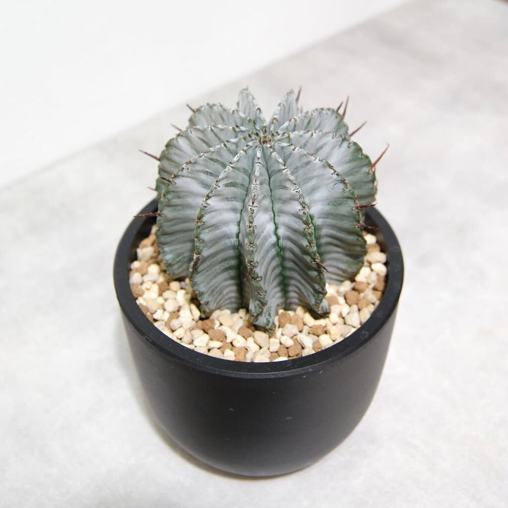 Euphorbia horrida