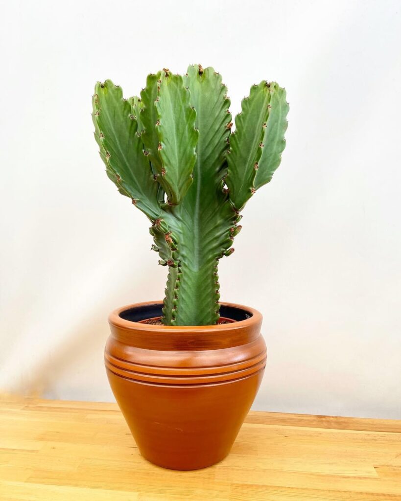 Euphorbia ingens