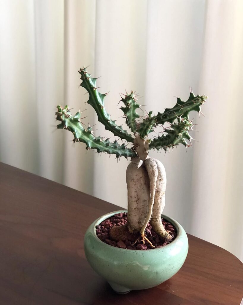 Euphorbia knuthii