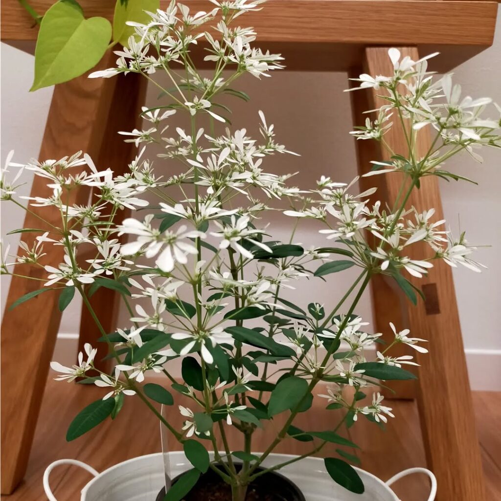 Euphorbia leucocephala