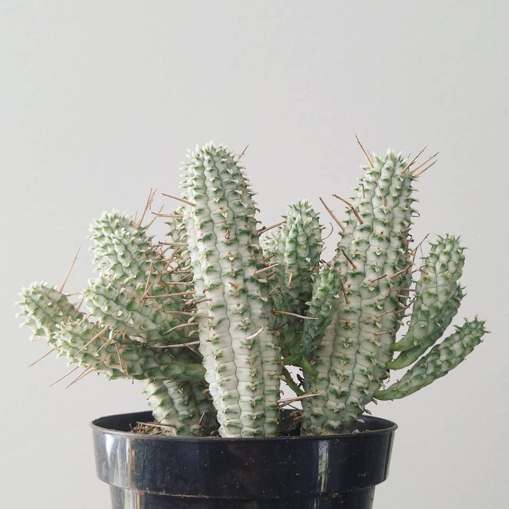 Euphorbia mammillaris