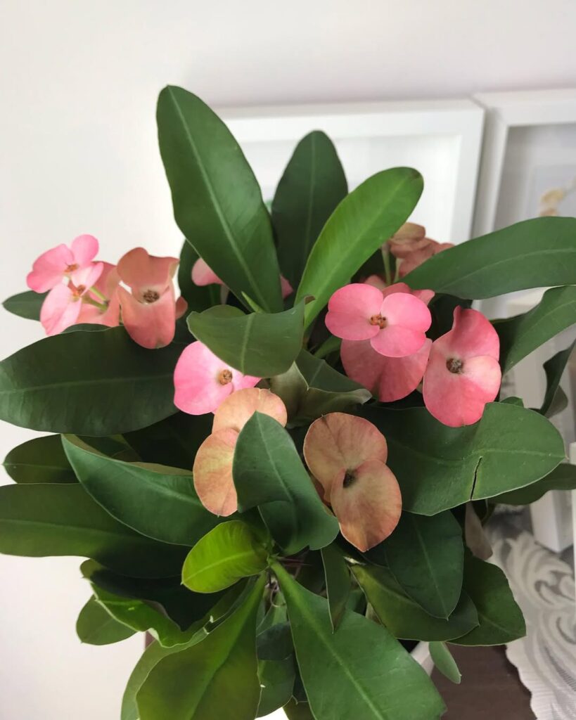 Euphorbia milii