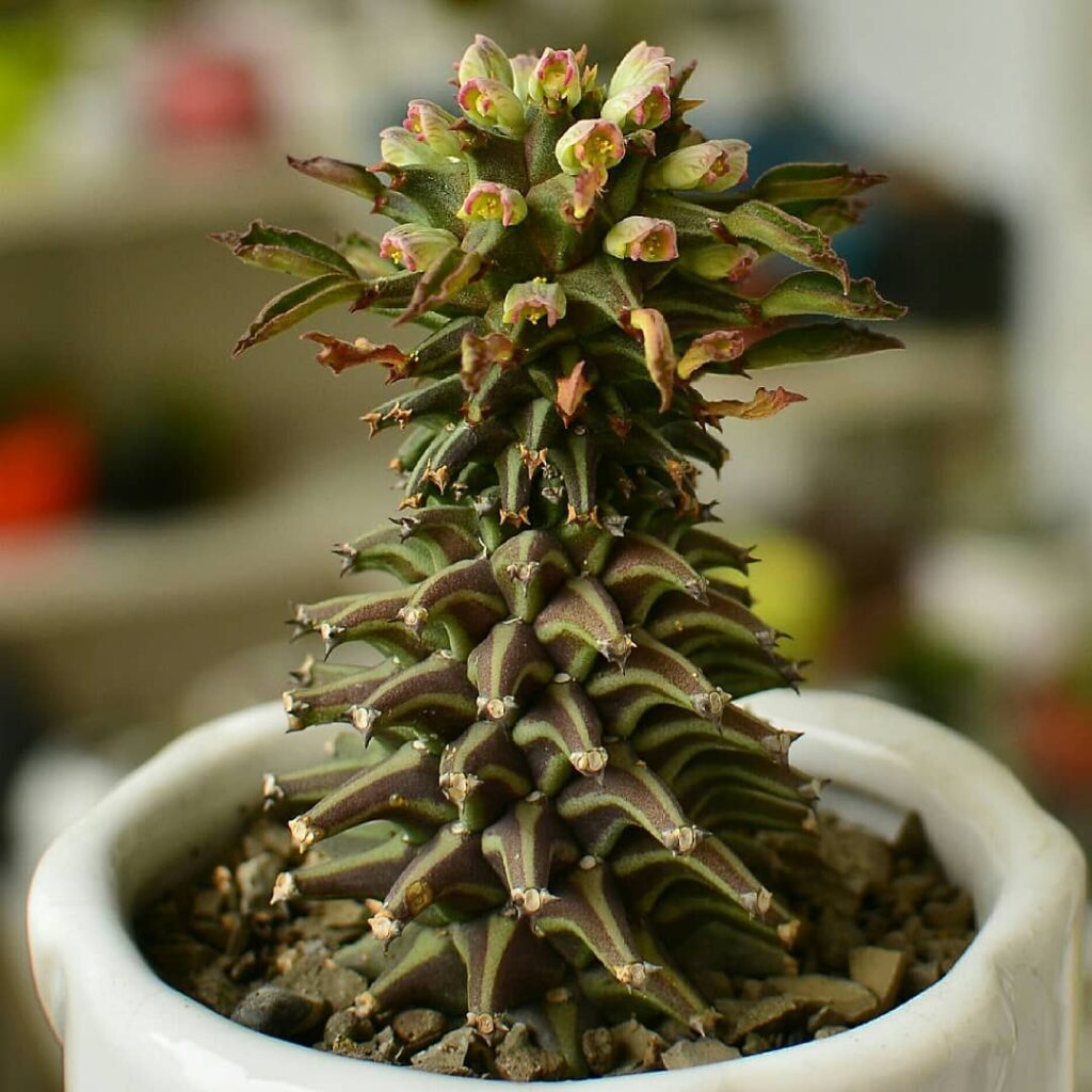 Euphorbia monadenium