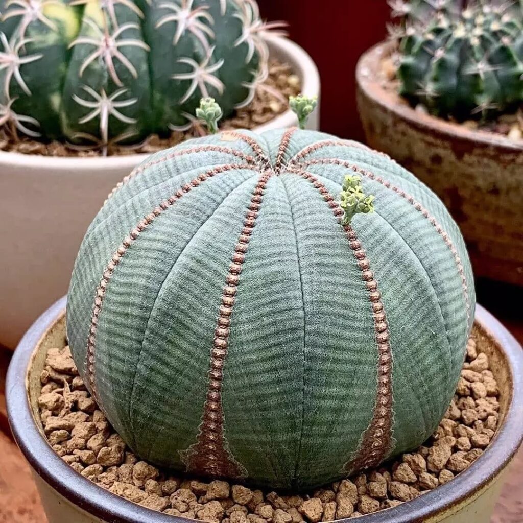 Euphorbia obesa