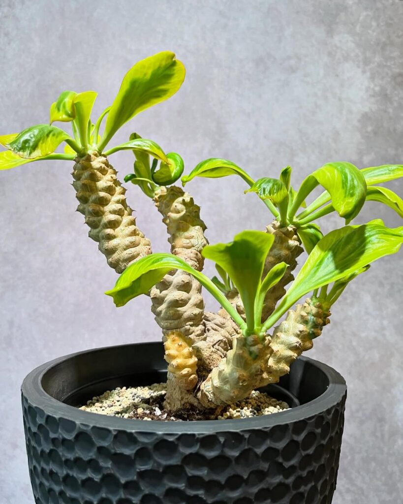 Euphorbia poissonii