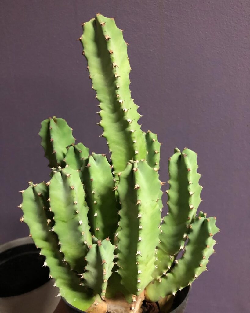 Euphorbia resinifera