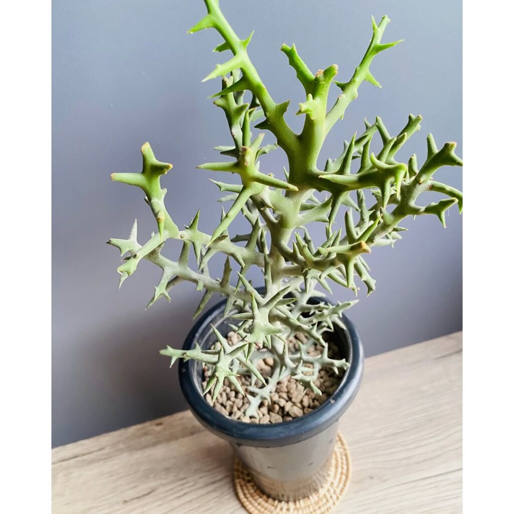Euphorbia stenoclada