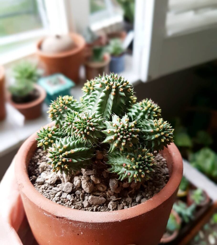Euphorbia suzannae