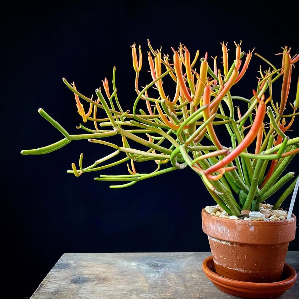Euphorbia tirucalli