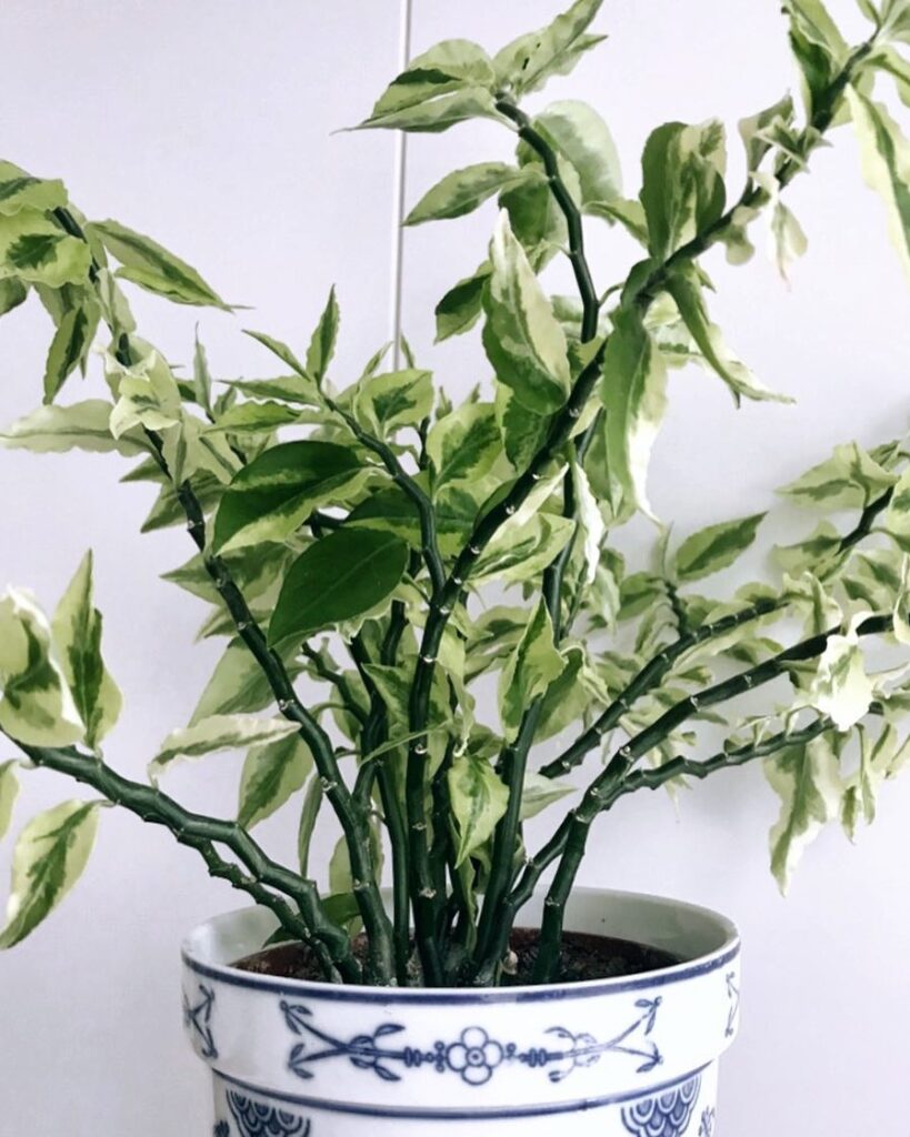 Euphorbia tithymaloides