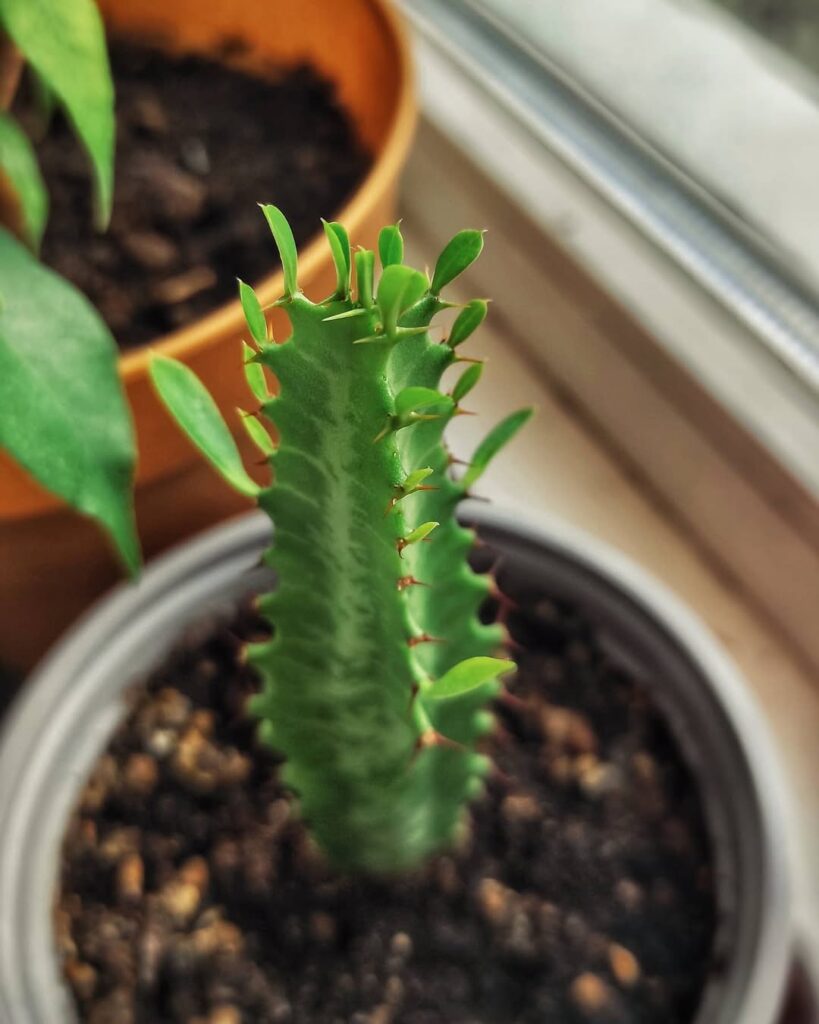 Euphorbia trigona