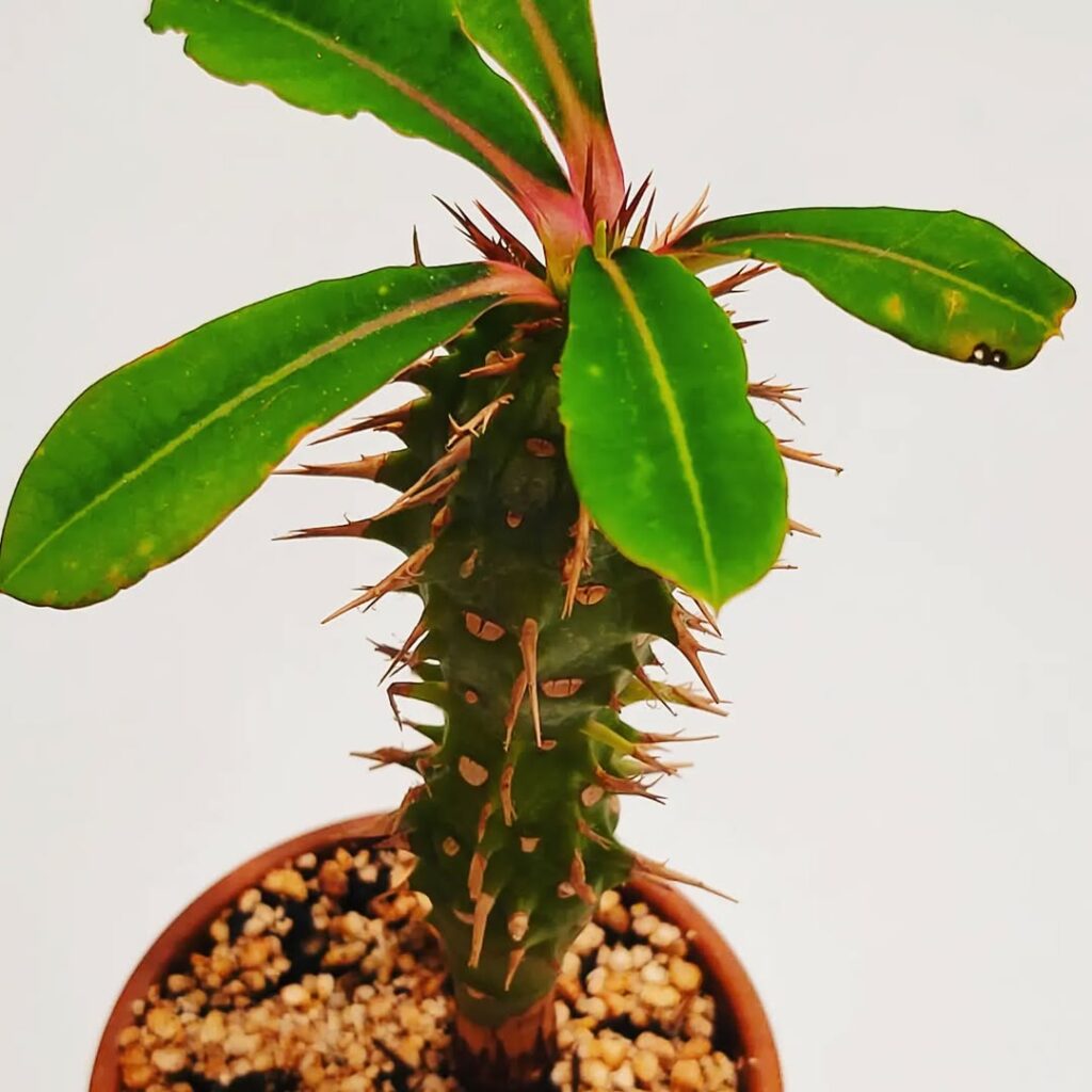 Euphorbia viguieri