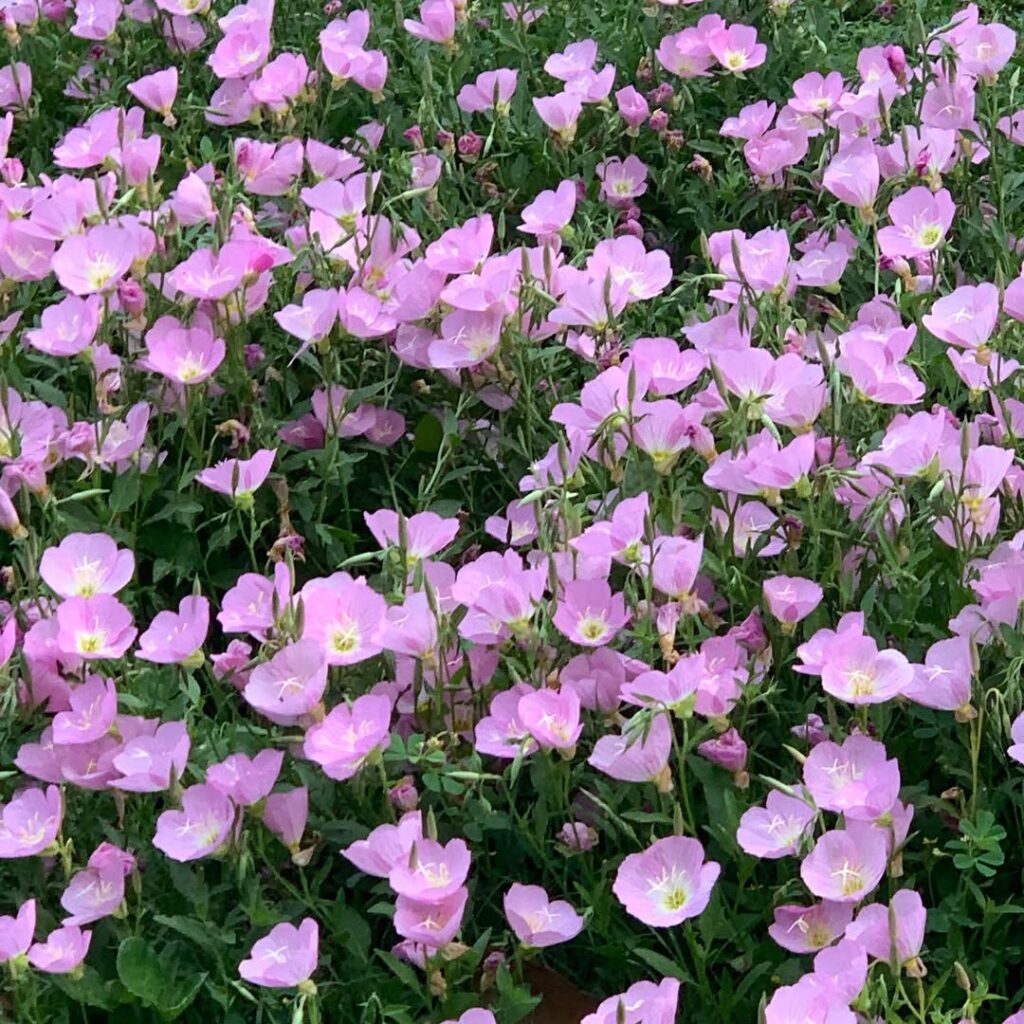 Evening Primrose