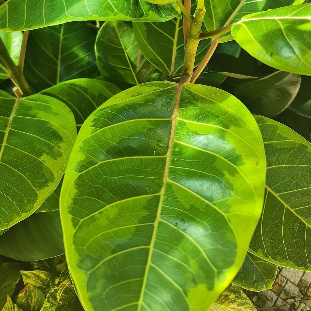 FIcus elastica Yellow Gem