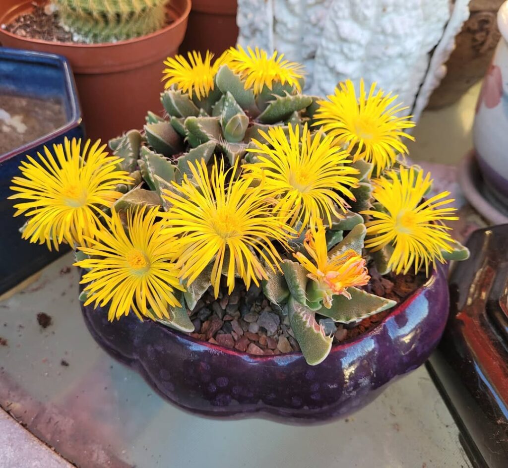 Faucaria tigrina