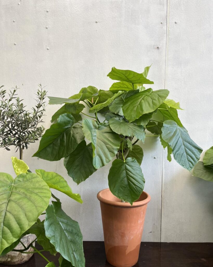 Ficus Umbellata