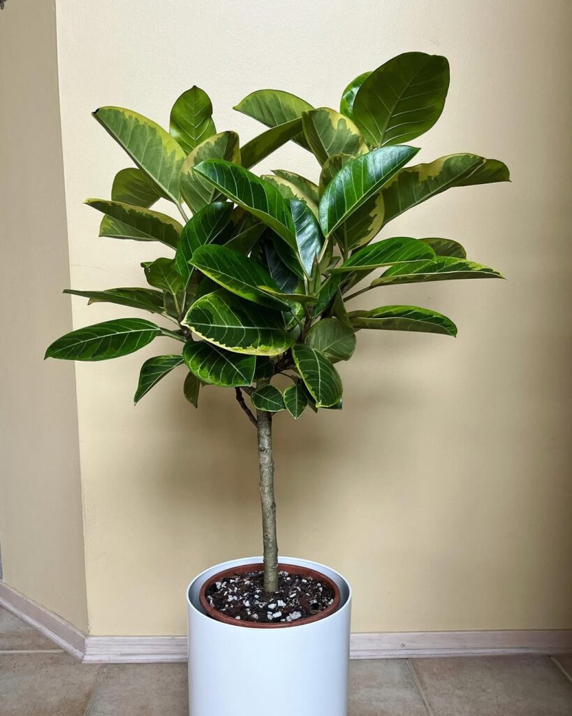 Ficus altissima