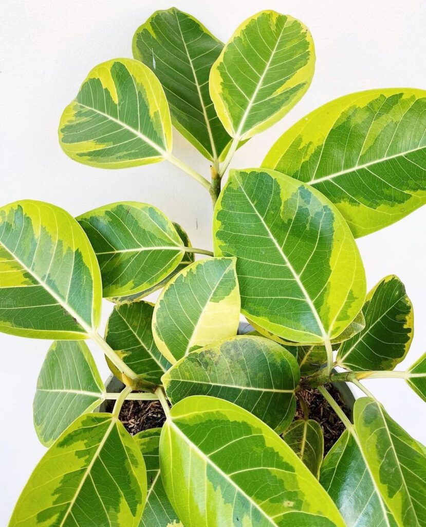 Ficus elastica Altissima