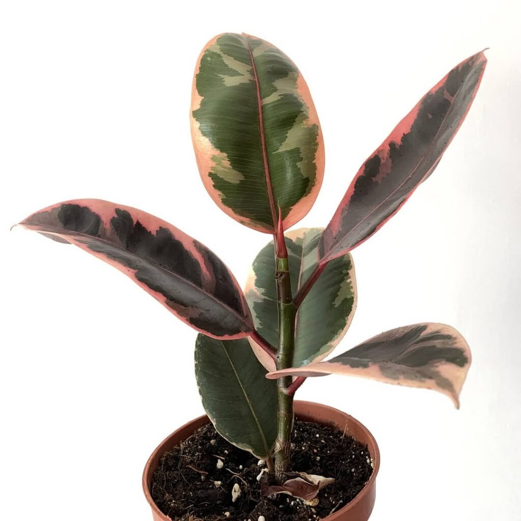 Ficus elastica Belize