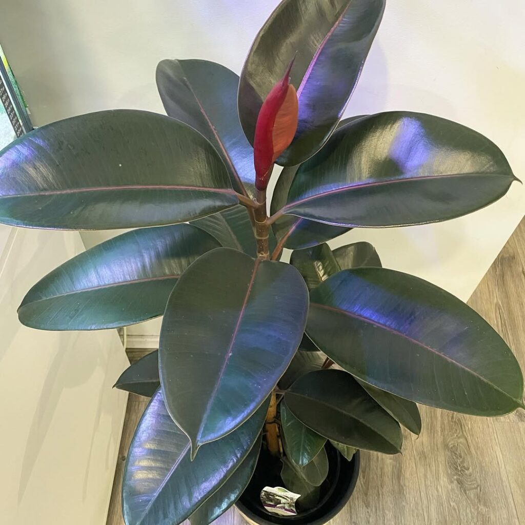 Ficus elastica Burgundy
