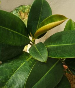 11 Tiny Ficus Trees That Fit Small Spaces | Houseplant Alley