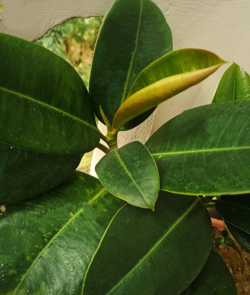 Ficus elastica Decora