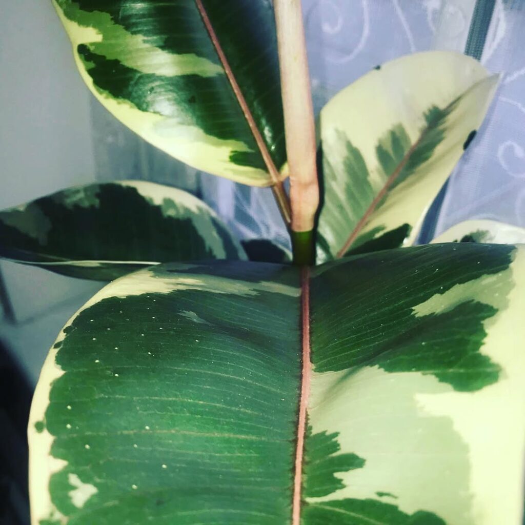 Ficus elastica Doescheri