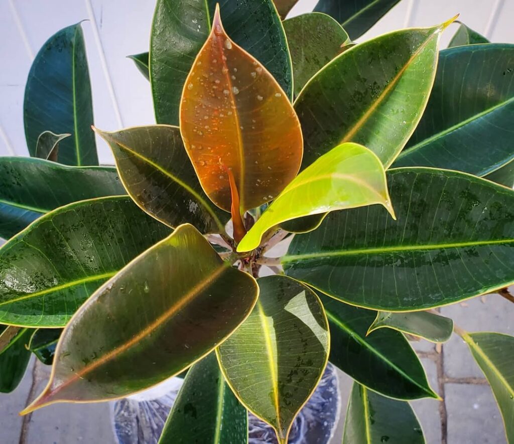 Ficus elastica Melany