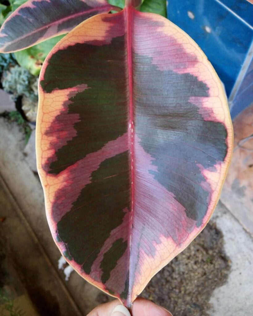 Ficus elastica Red Ruby 1