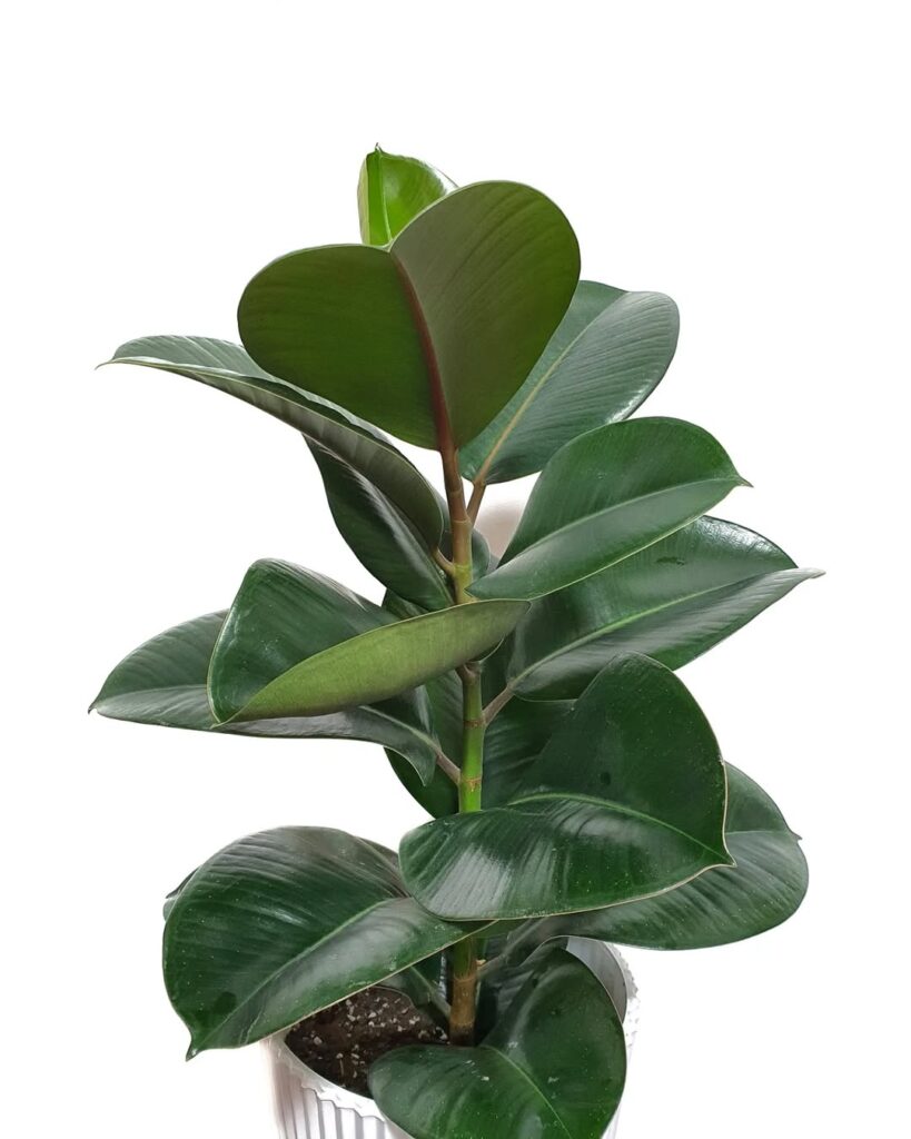 Ficus elastica Robusta