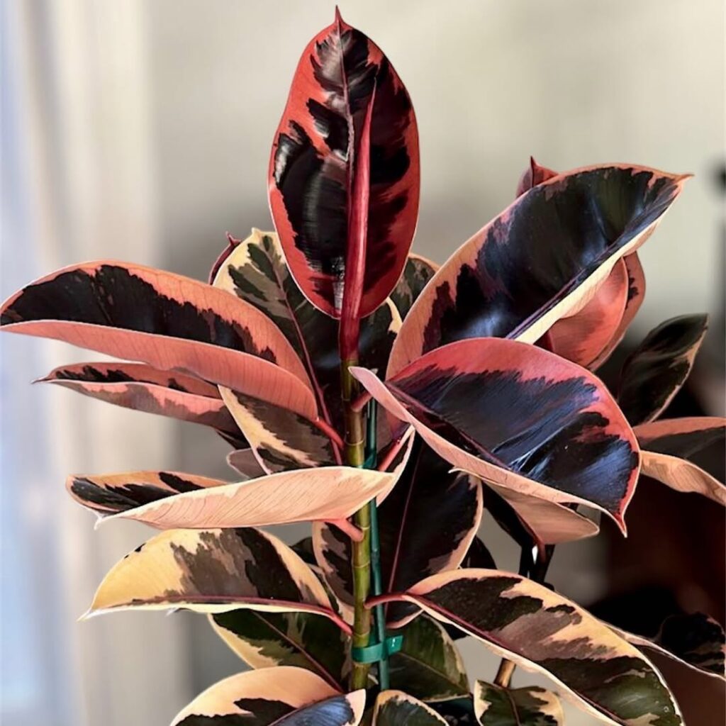 Ficus elastica Ruby