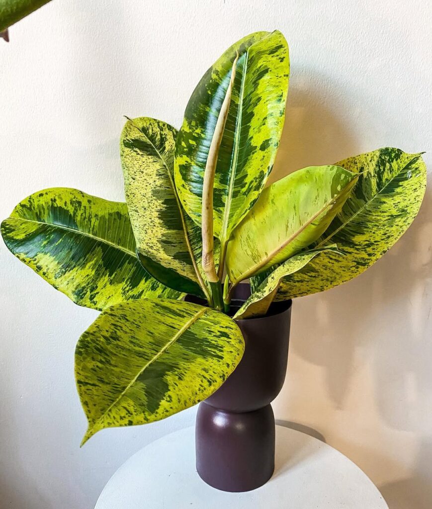 Ficus elastica Shivereana