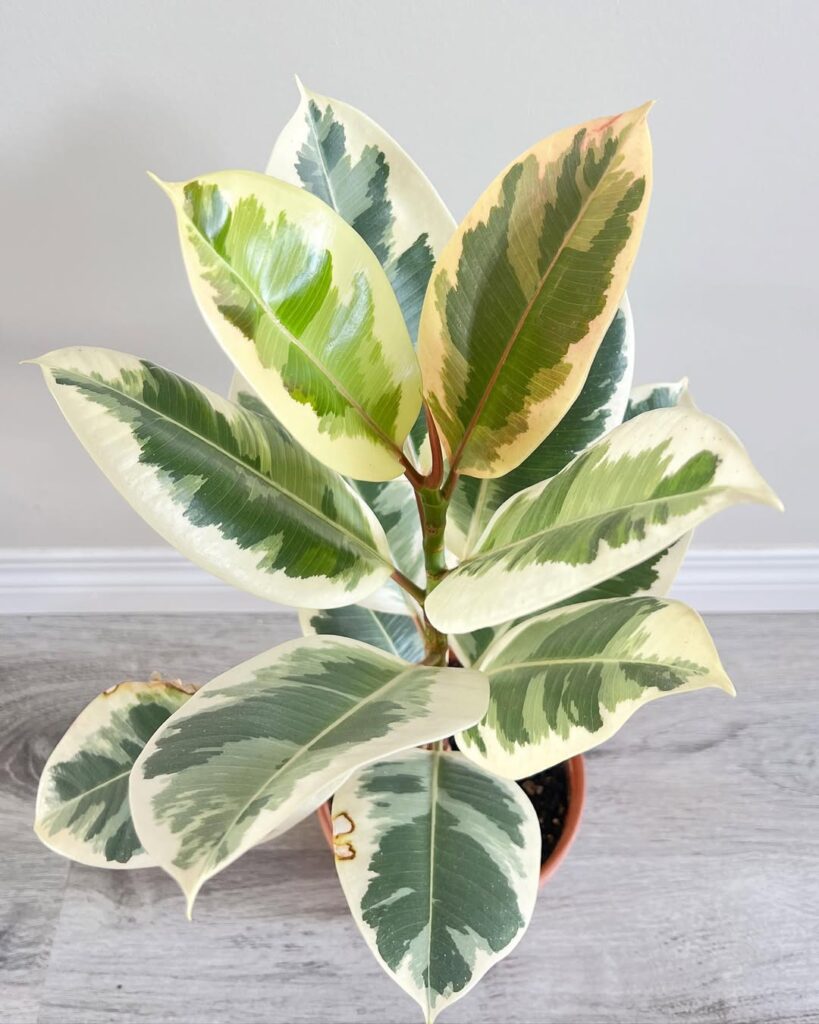 Ficus elastica Tineke