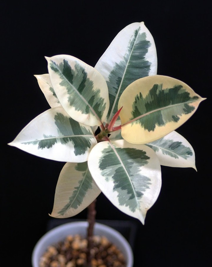 Ficus elastica Tricolor