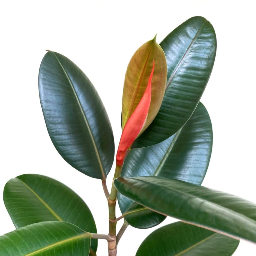 Ficus elastica ‘Burgundy