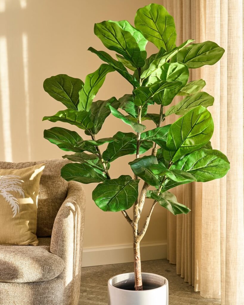 Fiddle Leaf Fig