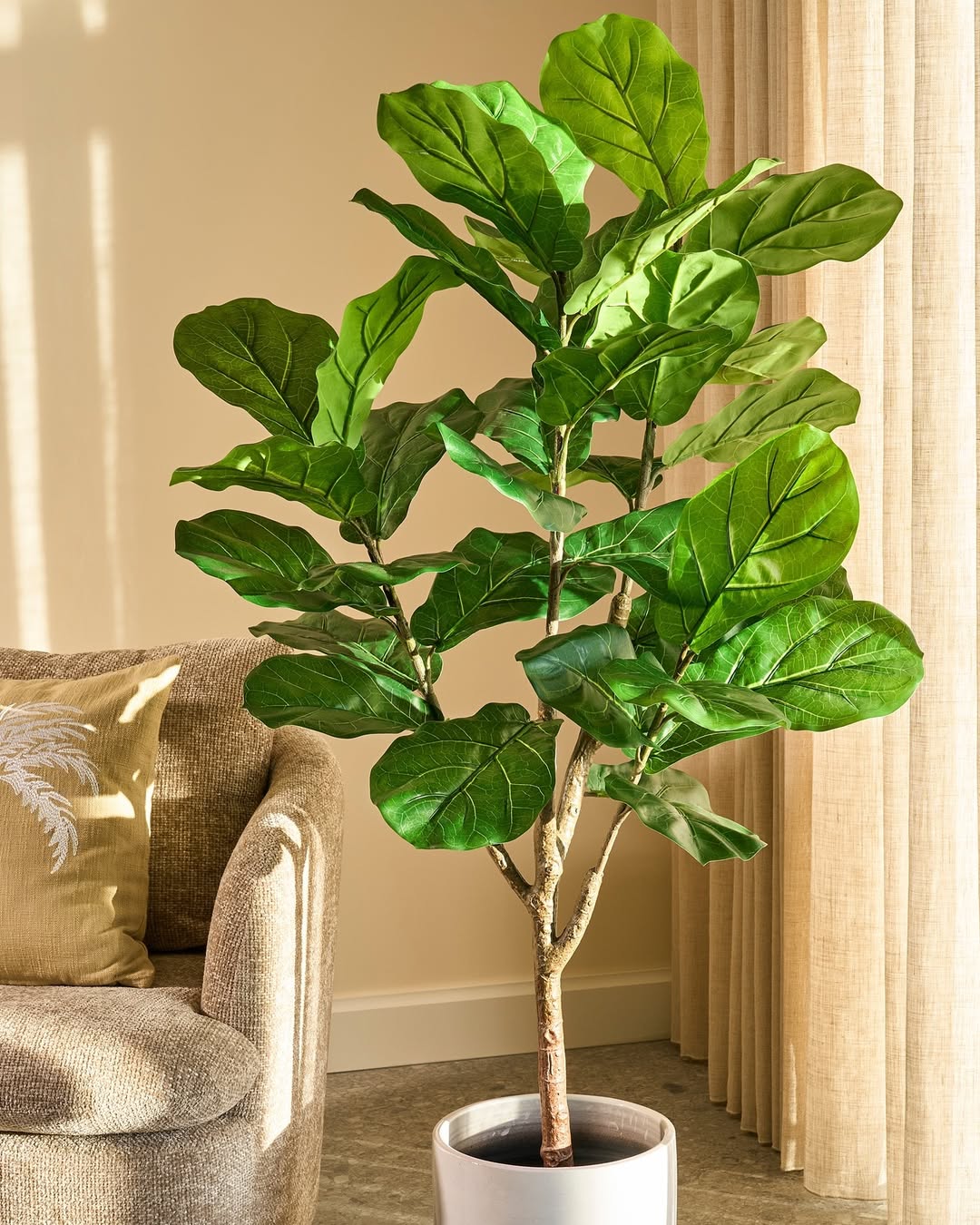 Fiddle Leaf Fig