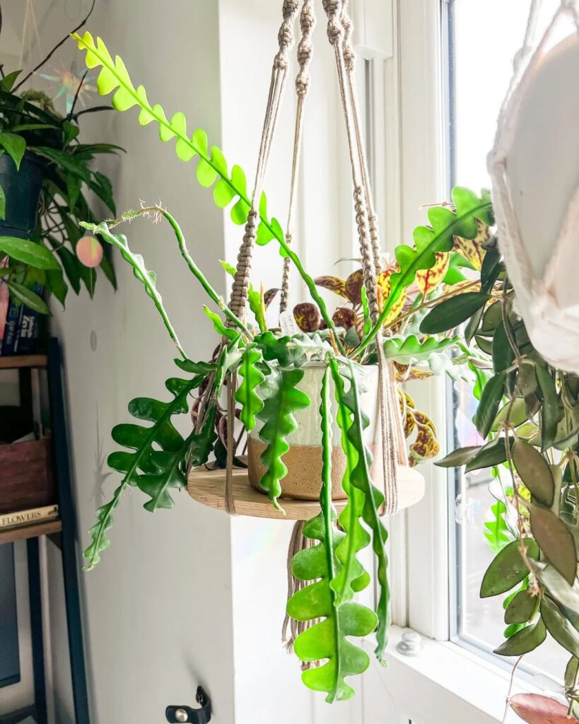 Fishbone Cactus 1