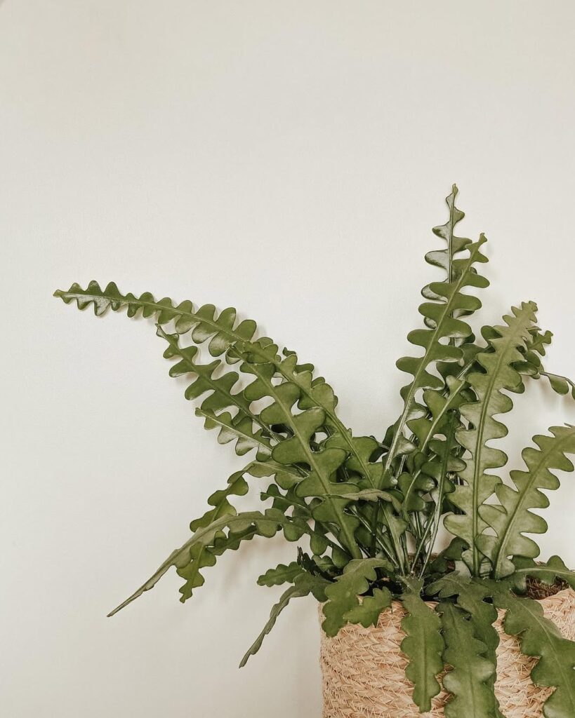 Fishbone Cactus