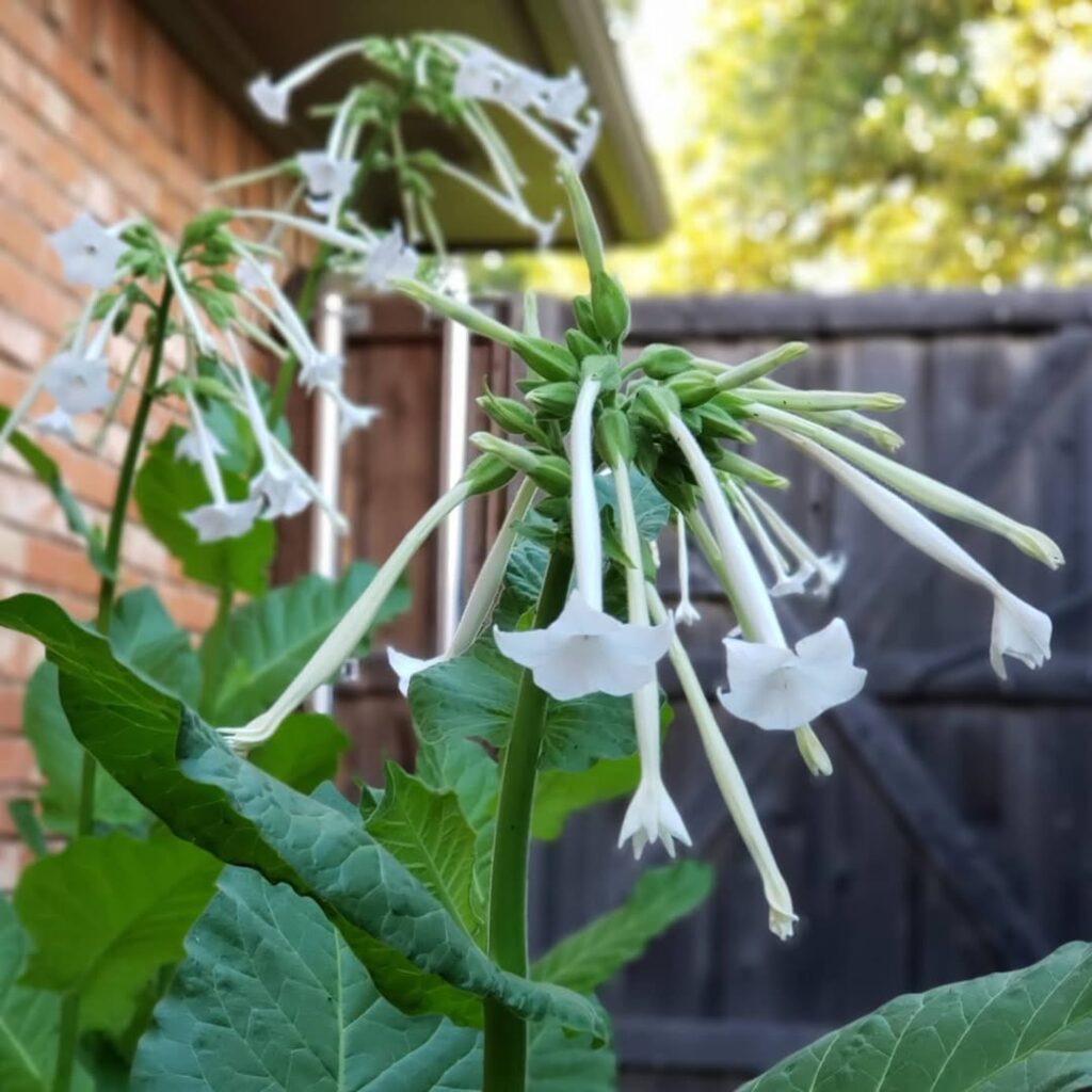 Flowering Tobacco Plant