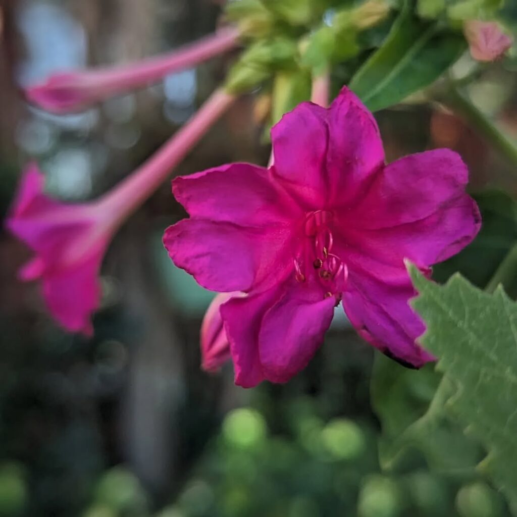 Four Oclock Flower