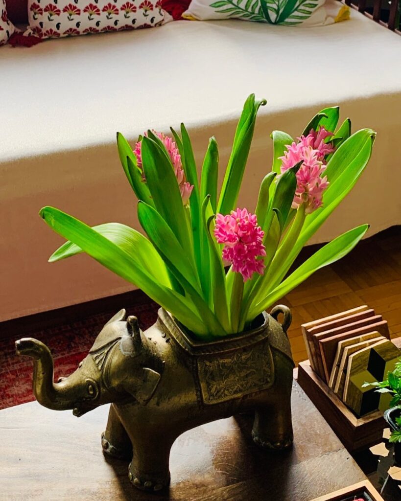 Fragrant Pink Hyacinth Bulb